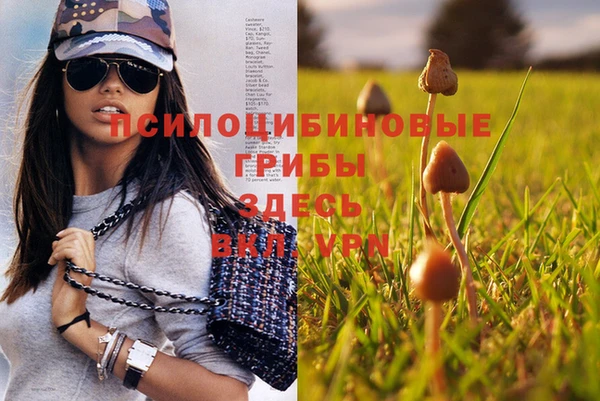 прущие грибы Абаза